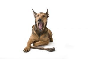dog yawns at boring marketing